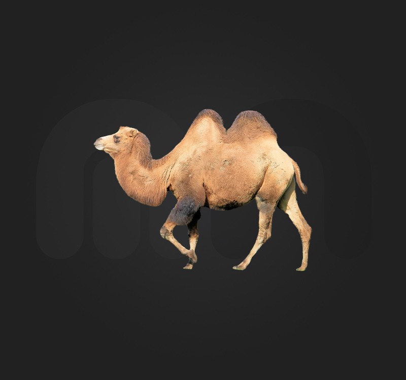 A thumbnail to represent the post Apache Camel used on a Kubernetes Cassandra cluster